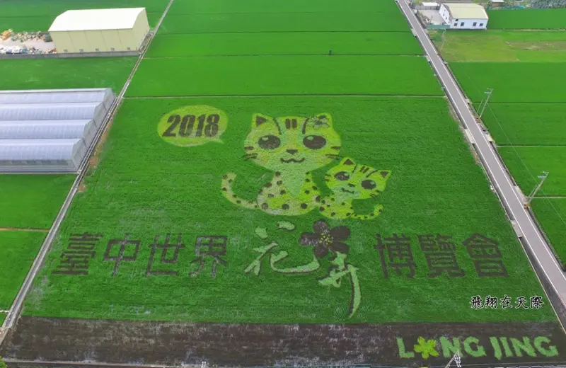 佔地3600坪！台中新景點「石虎彩繪稻田」登場！即日起開放免費參觀！