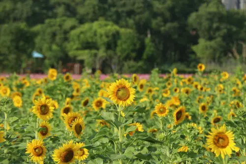 滿滿的向日葵田就在這裡！桃園花彩節第三波-龍潭本周六開展，還有舞台表演和小旅行讓你拍照打卡又吃飽飽。
