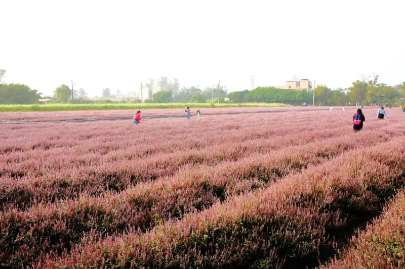 2018桃園花彩節 /旅遊窩客 小珊珊 提供