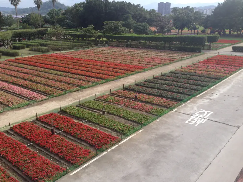 秋日踏青賞花去，六萬株花草美麗綻放！尋找永和河濱「祕密花園」！