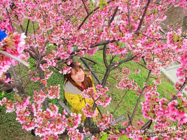 東湖櫻花,樂活公園.樂活櫻花,寒櫻