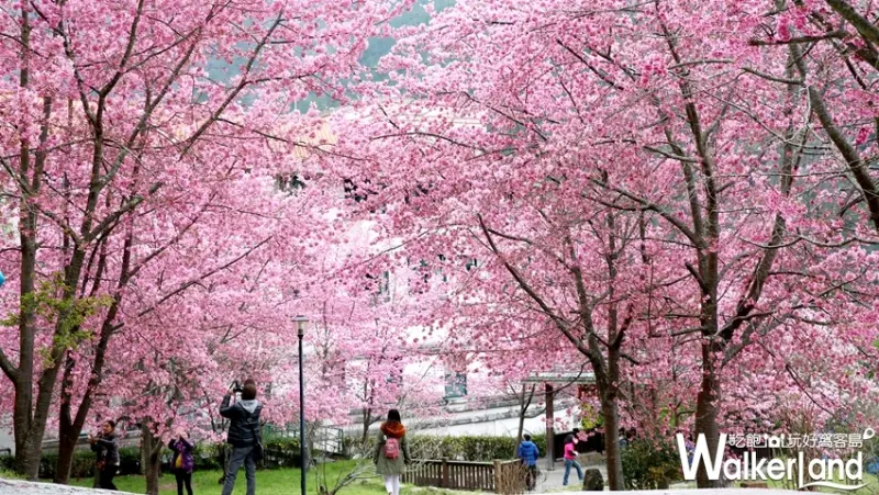 2019武陵農場櫻花祭 / WalkerLand窩客島提供
