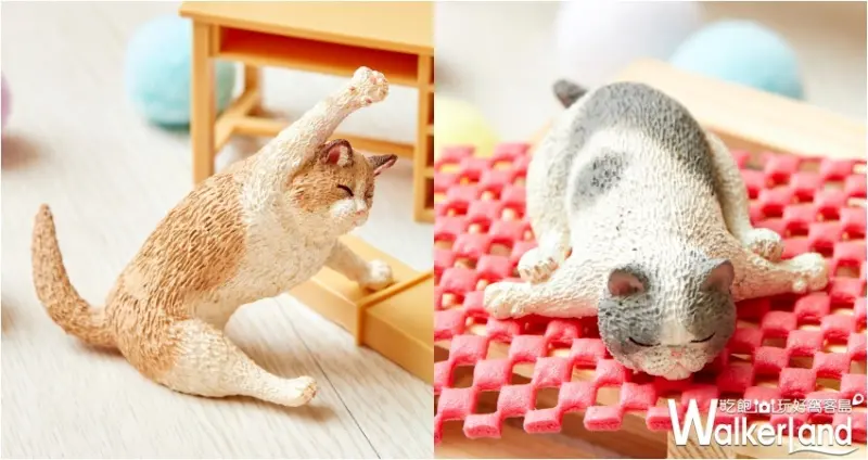 貓瑜珈大師 / WalkerLand窩客島提供