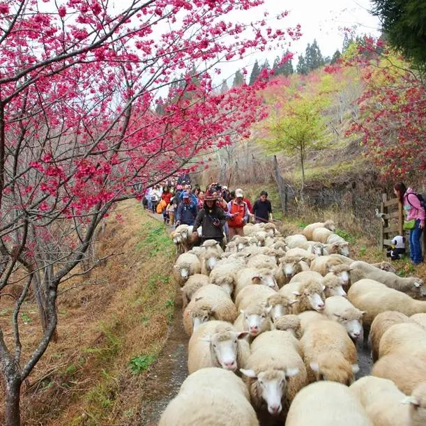 櫻花樹下體驗牧羊人樂趣！？清境農場一年一度奔羊節西洋情人節登場！