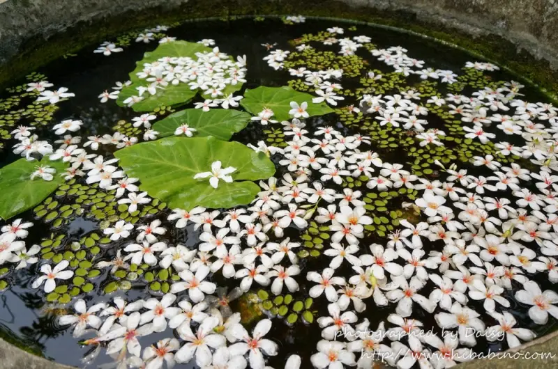 2014桐花祭 雲林縣古坑鄉 ‧荷苞山看四月雪紛飛、賞油桐花