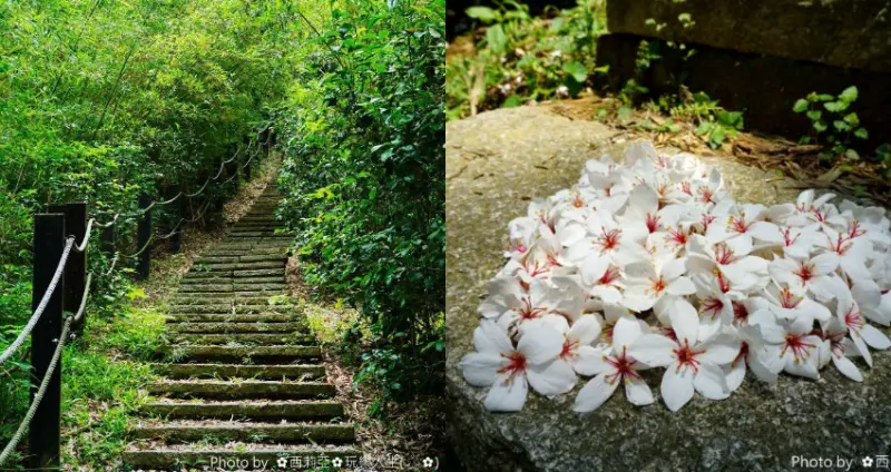 【苗栗。造橋鄉】今年第一場桐花雪，大家找到了嗎？靜靜地躲藏在山林之間夢幻桐花『劍潭古道』，就這樣呈現在大家眼前。(賞花日期：106/5/01)
