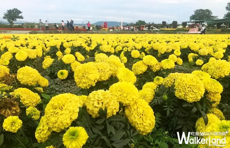 中社觀光花市 / WalkerLand窩客島整理提供