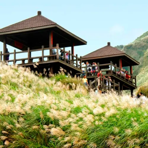 芒花開了嗎？沿著草嶺古道追芒花！東北角第13屆芒花季隨風搖曳中！