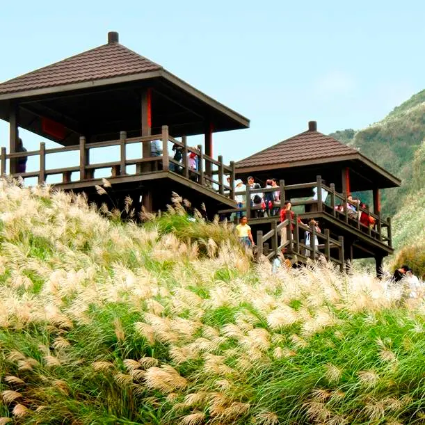 芒花開了嗎？沿著草嶺古道追芒花！東北角第13屆芒花季隨風搖曳中！