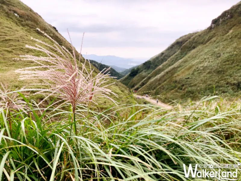 草嶺古道芒花季 10月30日花況
