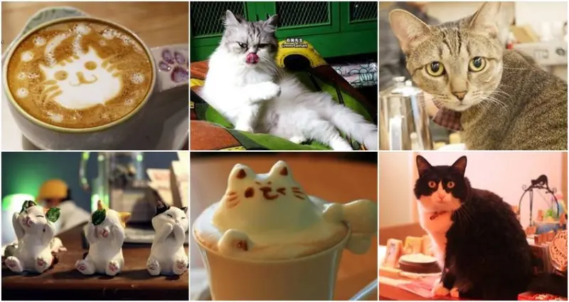 全台貓奴必訪的19家貓咪咖啡＆餐廳/ WalkerLand窩客島提供