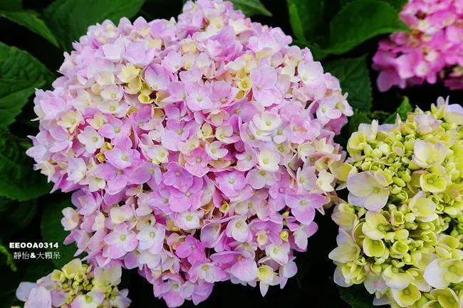 窩客 靜怡 推薦 黎明步道花園 