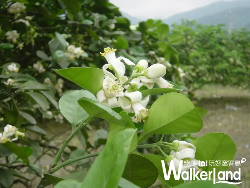 柚花,中山休閒農業園區,宜蘭冬山