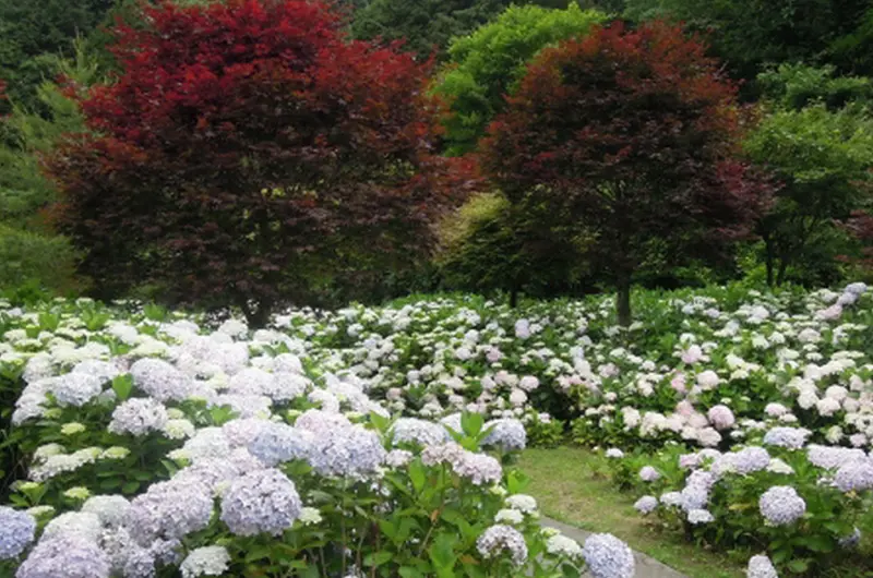 周末賞花趣！南投繡球花季登場 內雙溪百合綻放囉！