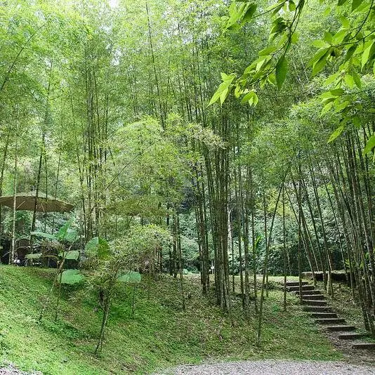 [食癮-下午茶/鍋物]竹亭咖啡-竹林中的小秘境，品一杯清香熱茶/南投縣鹿谷鄉