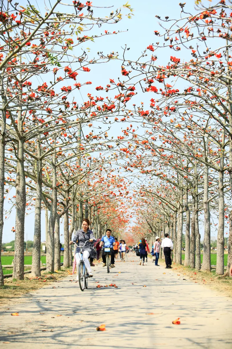 名列全球十五大花海街道！台南白河「林初埤木棉花道」準備要開了！