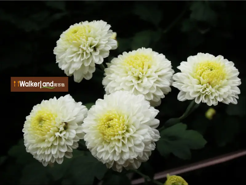 苗栗下雪了！？杭菊正盛開 一起在花海中奔跑吧！