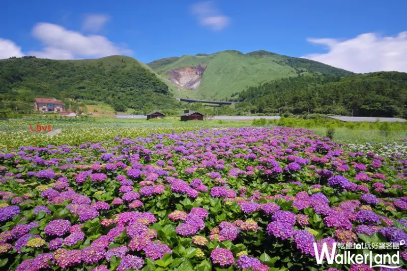 台灣休閒農業發展協會 / WalkerLand窩客島整理提供