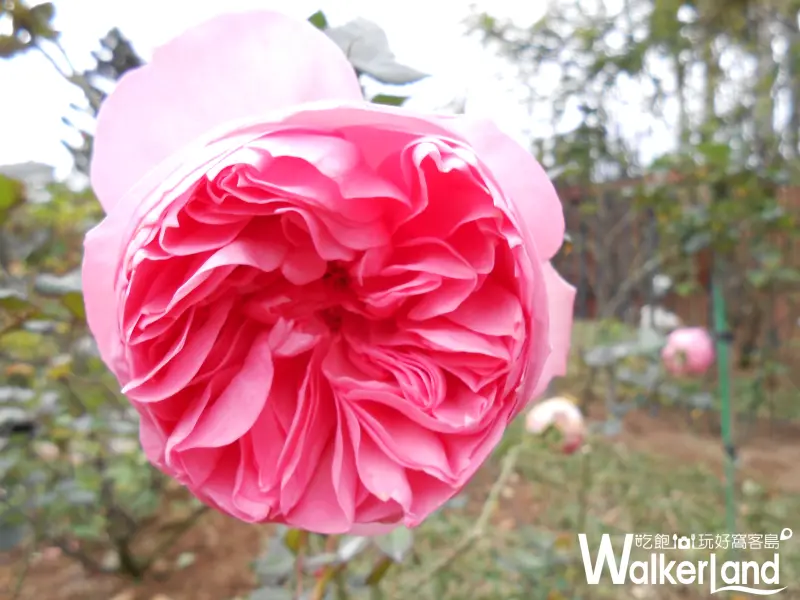 新生公園,玫瑰展,賞花