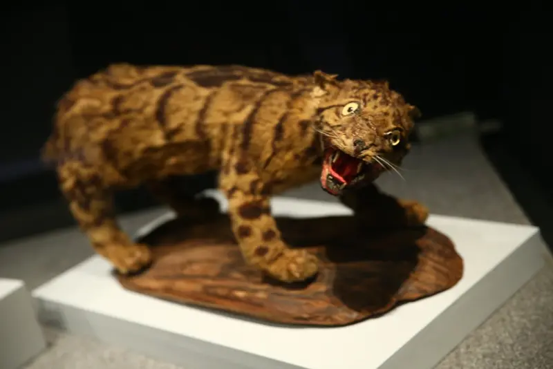 不用飛英國了！倫敦「大英自然史博物館展」首度登台，一定不能錯過「渡渡鳥、貓咪木乃伊」。