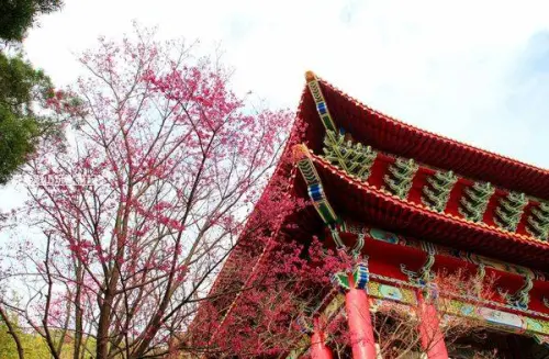 2015-1-25 北投~吳氏宗祠賞櫻