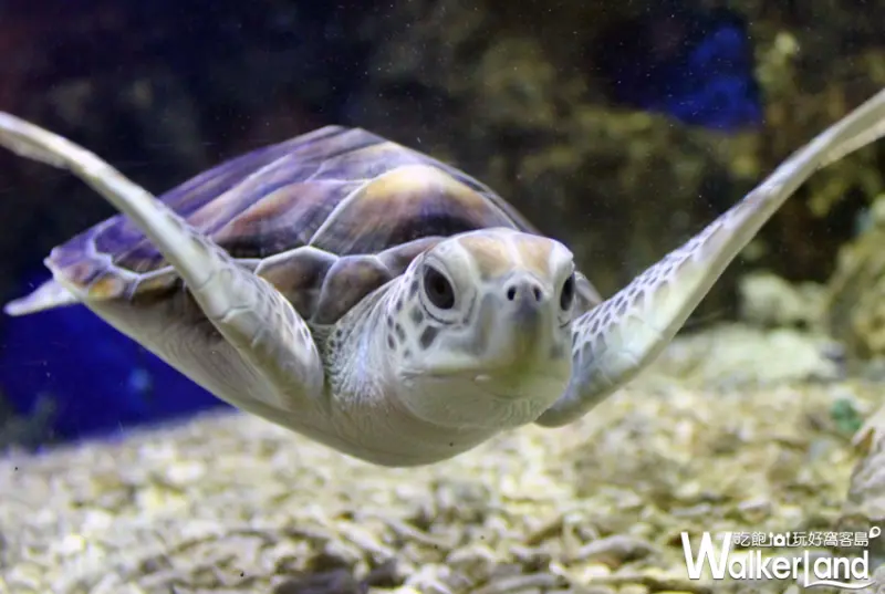 野柳海洋世界 / WalkerLand窩客島整理提供