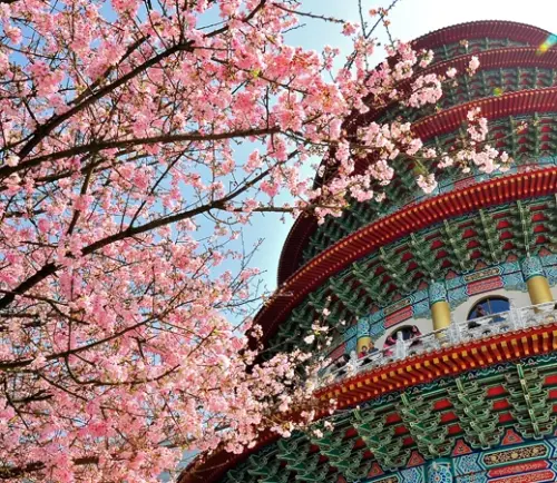 萬眾期待！新北市淡水天元宮吉野櫻準備開了，2月27日起彈性交通管制！