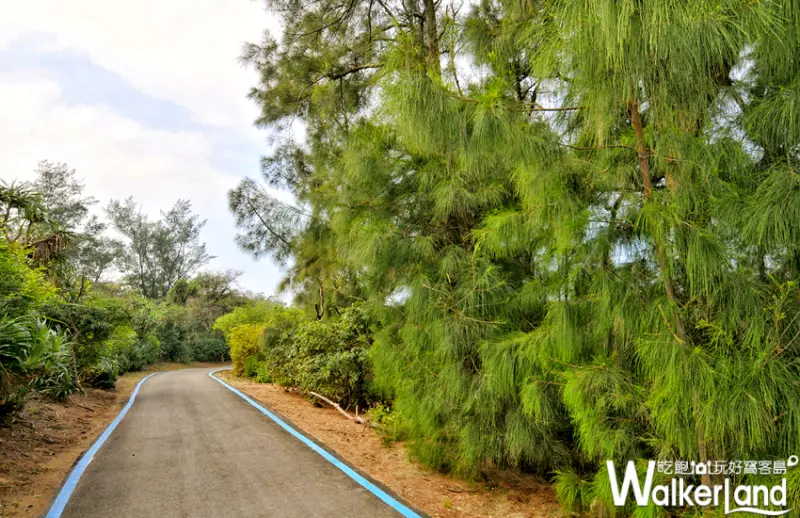 「雙灣自行車道」沿路林道十分的賞心悅目。