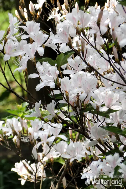 向冬天正式說掰掰！陽明山賞花三部曲，陽明公園八萬株杜鵑齊爆發！