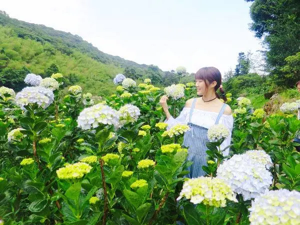 窩客 兩隻小豬 推薦 午後陽光繡球花田