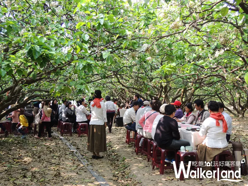 柚花,台南柚花,柚花巷,麻豆柚花,柚花藝術節