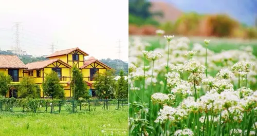 【桃園-大溪區】「2017大溪韭菜花季」中新里大鶯路旁農田