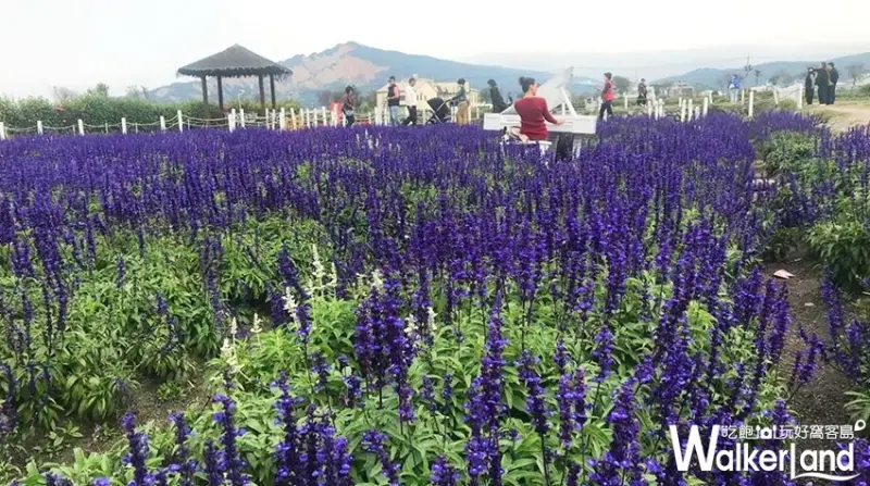 中社觀光花市 / WalkerLand窩客島整理提供