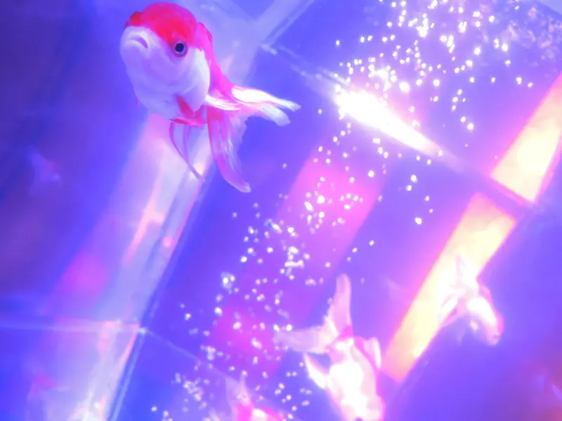 【得獎公告】打破傳統水族箱印象！今夏前所未有的感官饗宴！夢幻金魚特展開麥啦！