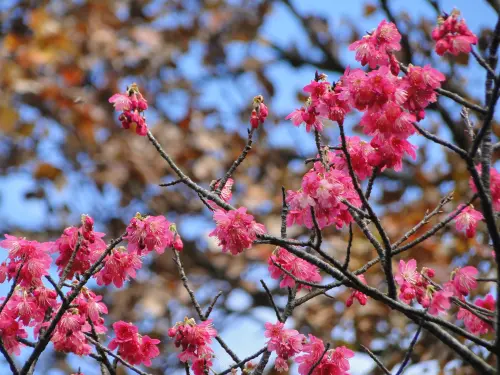 台北賞櫻去！ 「賞櫻微旅行」帶你掌握最新櫻花花況！ 