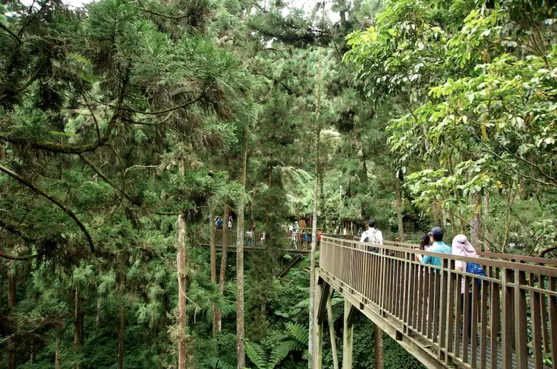 旅遊照片大募集！台灣好行溪頭線五週年，上傳好照分享抽千元套票！
