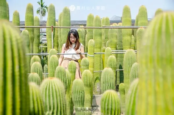 旅遊窩客 旅行‧履行中 提供 / 農村仙人掌園