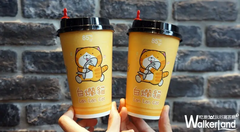 85ºC 白爛貓 / WalkerLand窩客島提供