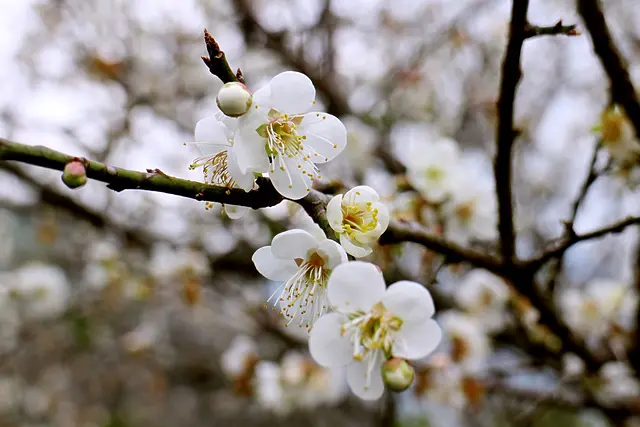 【羽諾遊記】仁愛鄉賞梅祕境~西伯梅園