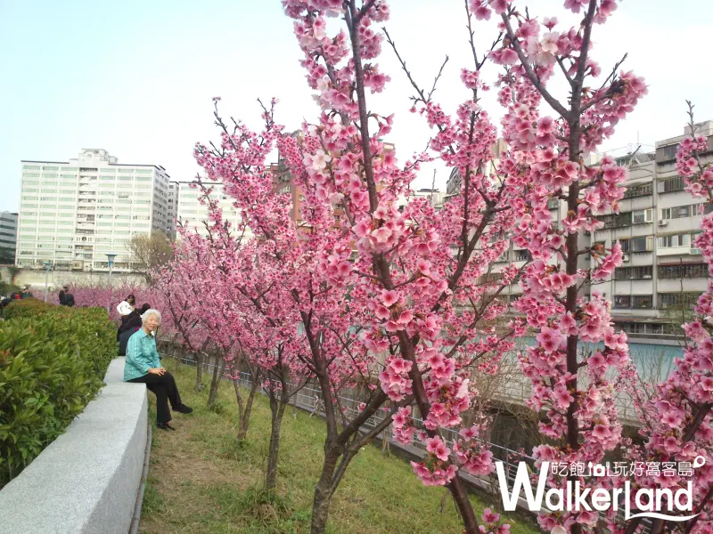 賞櫻,台北賞櫻,寒櫻,賞櫻秘境,內湖樂活公園,樂活公園