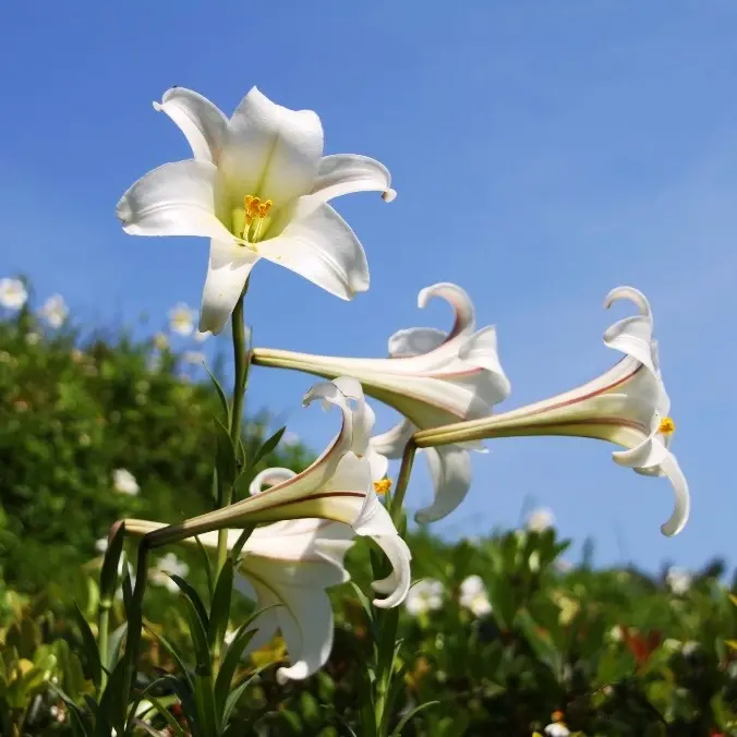 春季限定無敵百合花海岸！北海岸賞百合大啖創意料理現在正是時候！