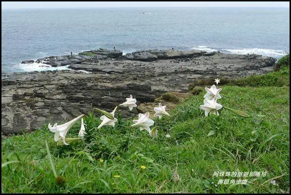 新北瑞芳。鼻頭國小。鼻頭角步道。野百合的春天