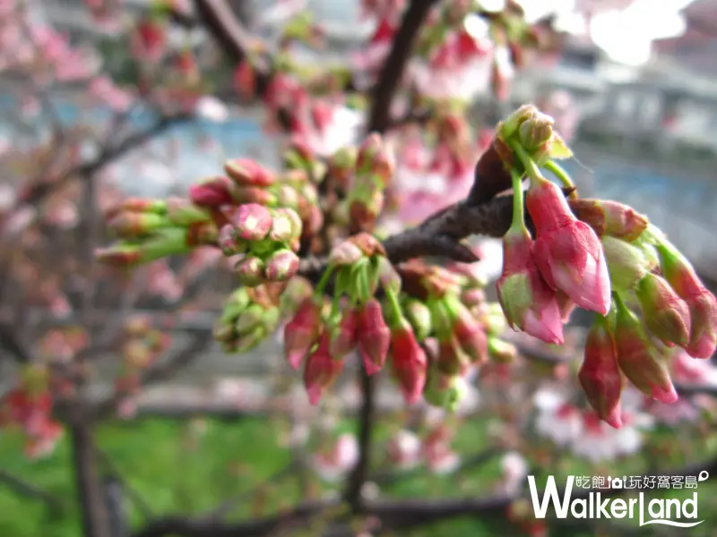 賞櫻,台北賞櫻,寒櫻,賞櫻秘境,內湖樂活公園,樂活公園