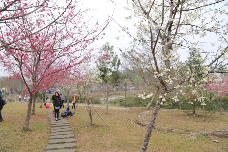 南投鹿谷,野餐,賞櫻,石馬公園