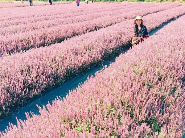 2018桃園花彩節 /旅遊窩客 大海愛上藍天 提供