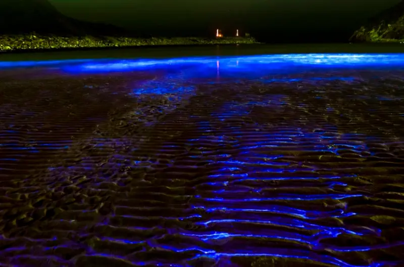 01黑夜的藍精靈1_王敦濤 第1名