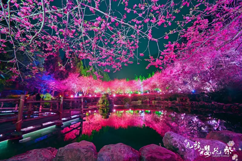 日月潭賞夜櫻攻略！春節前夕賞櫻避車潮享九族門票優惠！