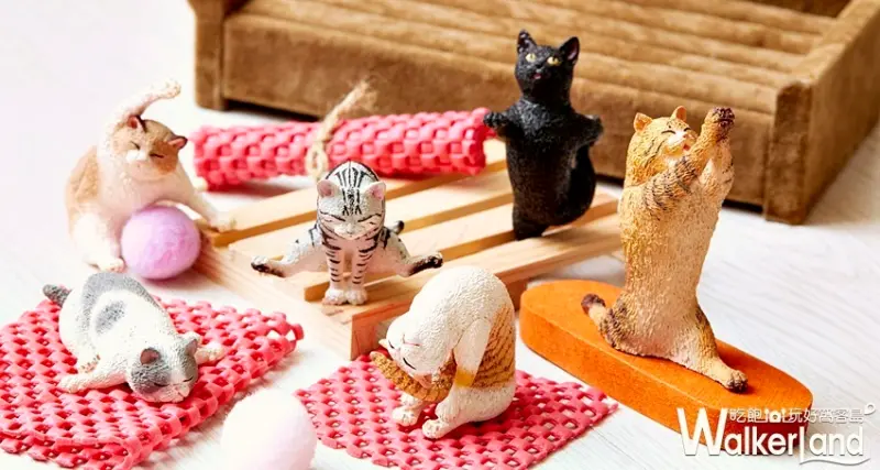 貓瑜珈大師 / WalkerLand窩客島提供