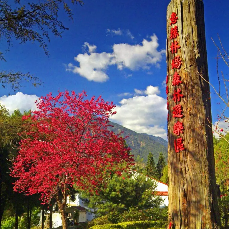 2013惠蓀木文化節　上山享受森林浴、把玩木製童玩囉！