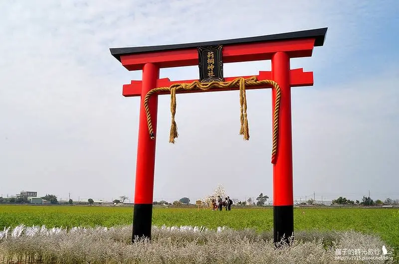 雲林莿桐│2015雲林莿桐孩沙里花海。「戀戀雲林北海道」資訊搶先報!!